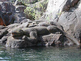 Depiction of Taniwha